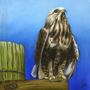 200441 red tailed hawk oil painting bird prey wildlife