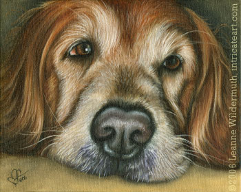  custom dog portrait   golden retriever 