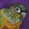Custom Bird Portrait Kiwi Yellow-Sided Green Cheeked Conure parrot bird oil painting original traditional realistic fine art leanne wildermuth