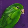 Custom Bird Portrait Boo Pacific Parrotlet parrot bird oil painting original traditional realistic fine art leanne wildermuth