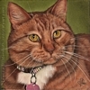 Custom Cat Portrait Kona orange tabby marmalade cat oil painting original traditional realistic fine art