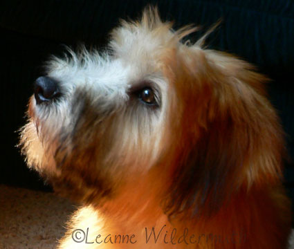 wheaten terrier tucker copyright leanne wildermuth