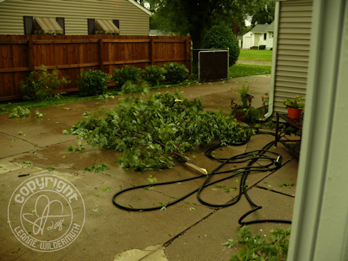 quad cities derecho storm tree torn leanne wildermuth quad cities derecho storm tree torn leanne wildermuth