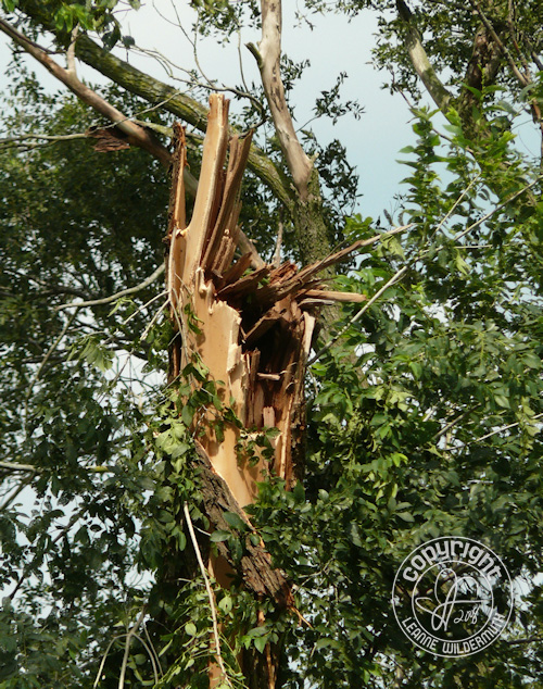 quad cities derecho storm tree torn leanne wildermuth quad cities derecho storm tree torn leanne wildermuth