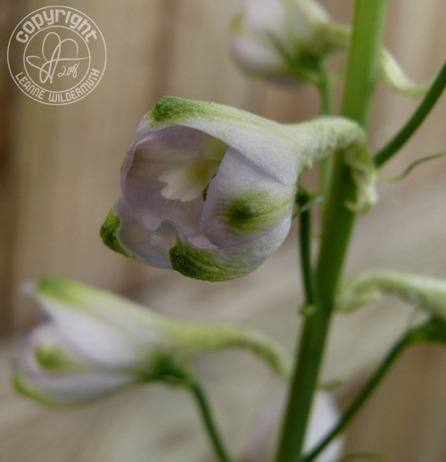 lupine bud bloom macro leanne wildermuth lupine bud bloom macro leanne wildermuth