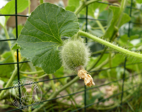 baby musk melon ball leanne wildermuth vegetable garden baby musk melon ball leanne wildermuth vegetable garden