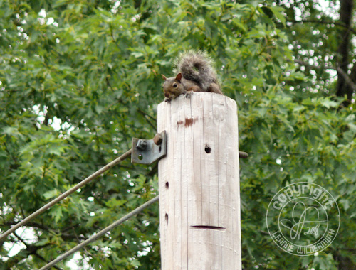 squirrel on top of a light post leanne wildermuth